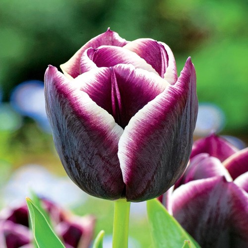 Tulpen blumenzwiebeln zwiebeln - tulpen,